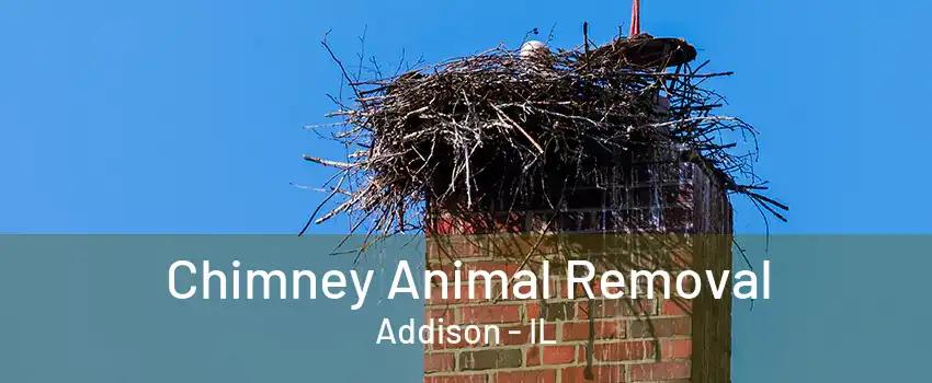 Chimney Animal Removal Addison - IL