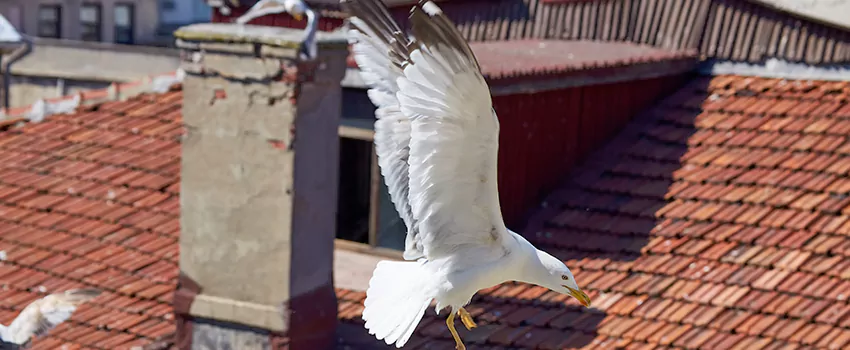 Residential Chimney Animal Removal Solution in Addison, IL